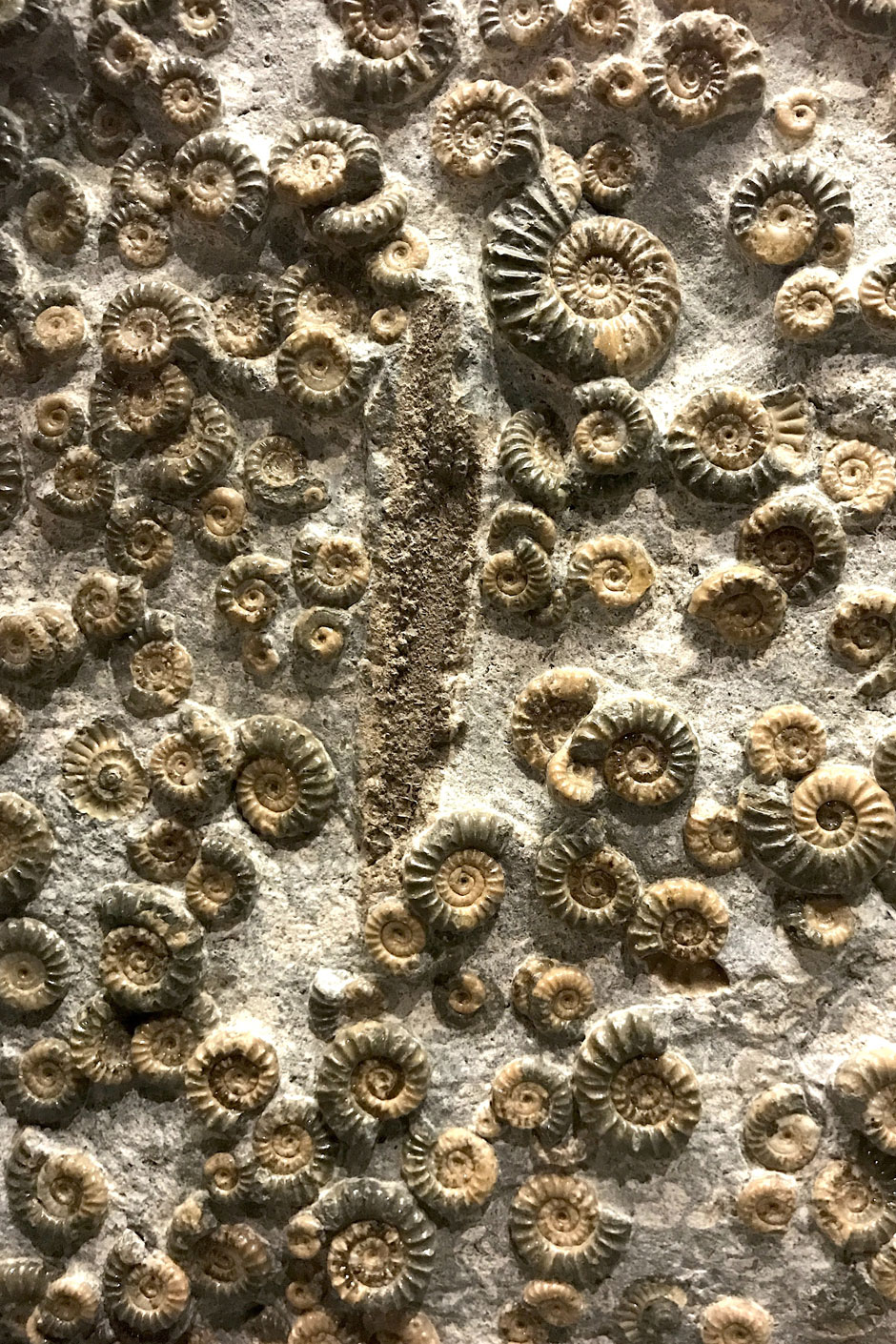 fossiles gastéropodes vacances archéologue